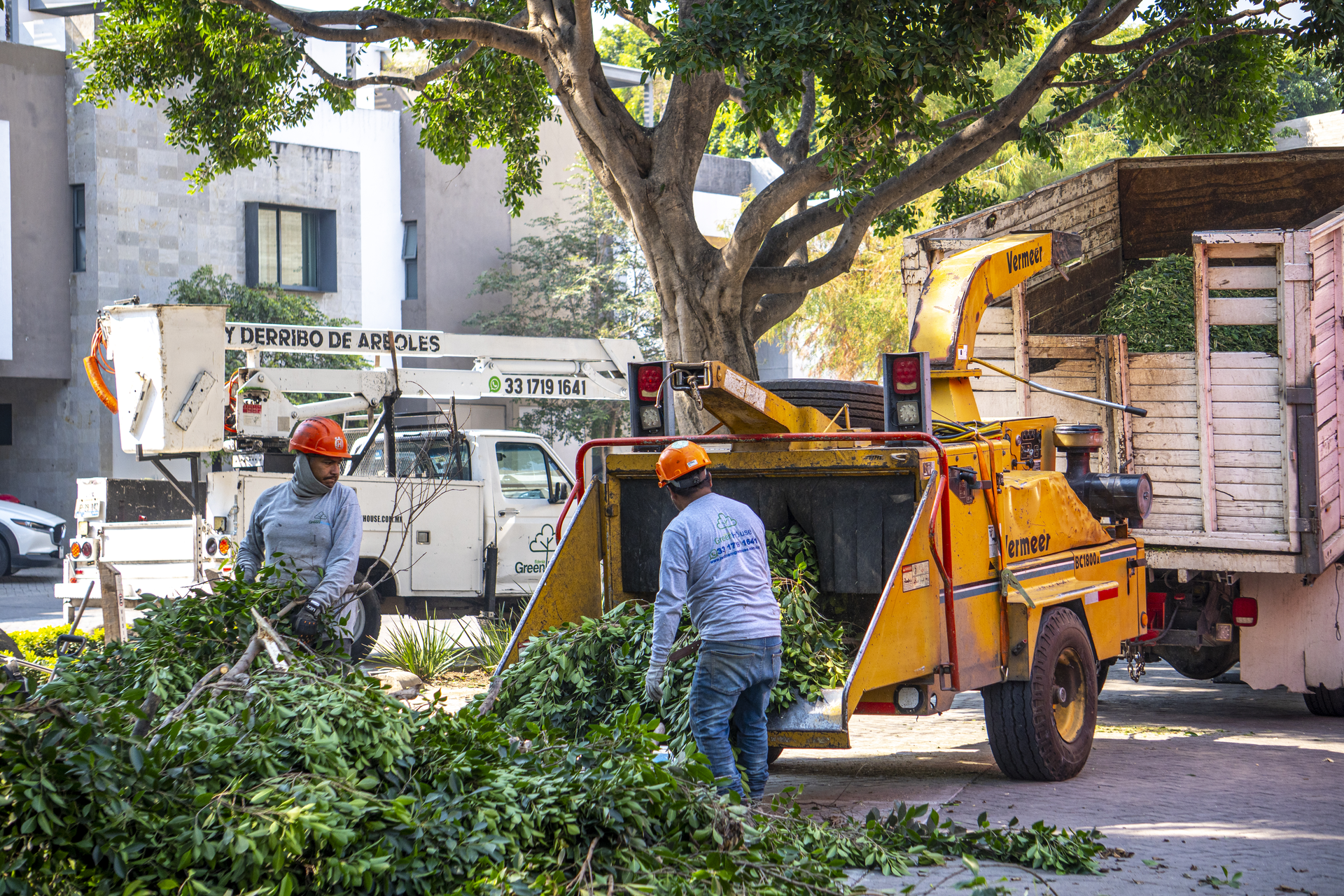 ¿Cuánto cuesta podar un árbol en Guadalajara en 2026?