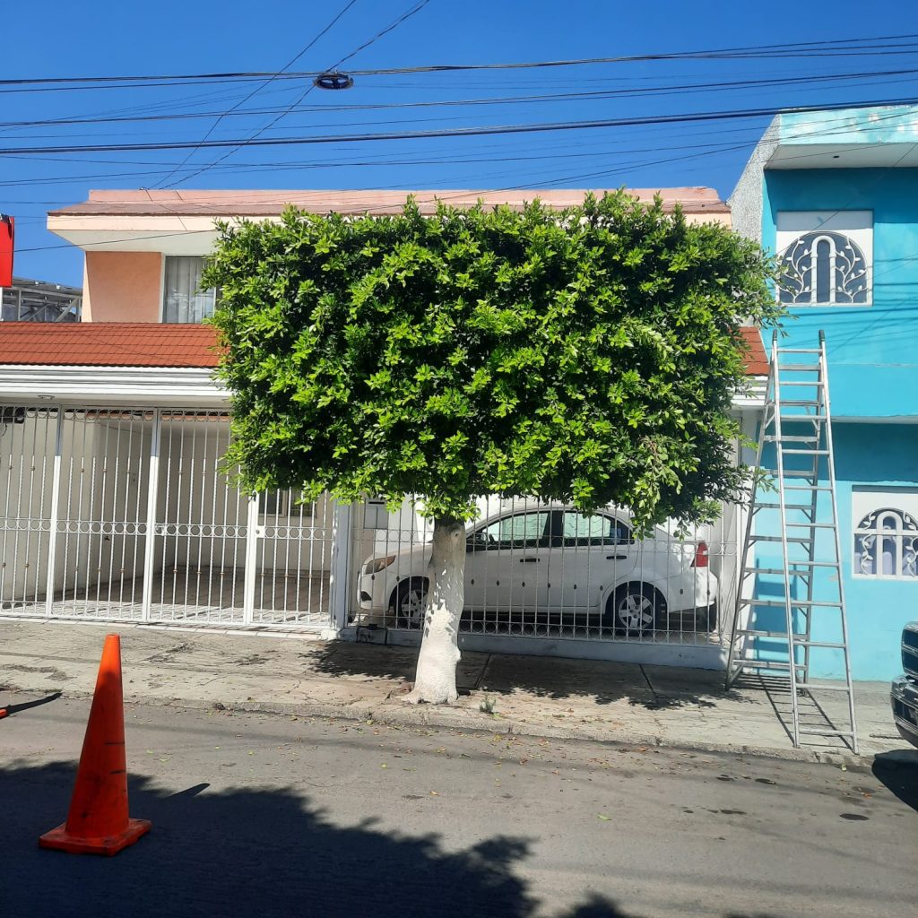 Poda de árbol ficus