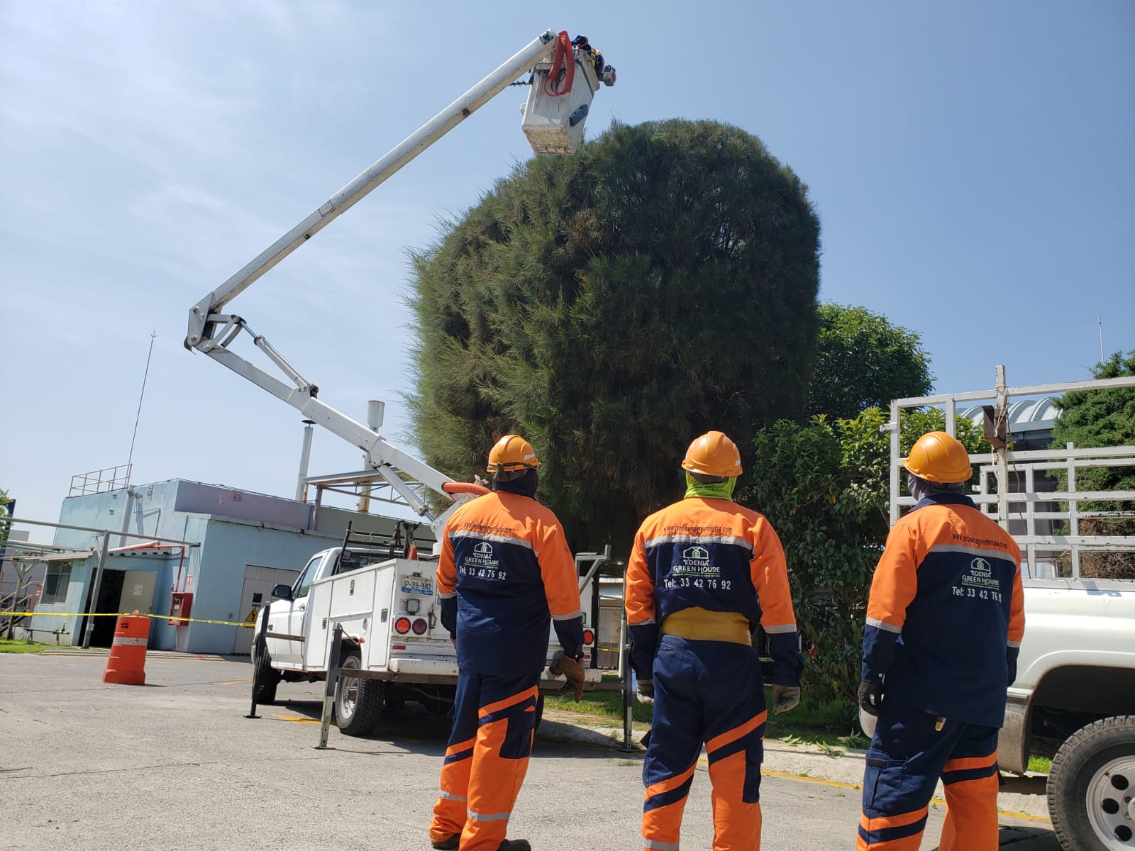 Poda de árboles en Guadalajara: evita accidentes y protege tu jardín a tiempo